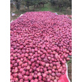 China fresh huaniu apple of Gansu origin Tianhui Huaniu fuji fresh apple